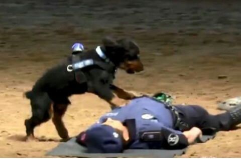 Perro policía hace la RCP