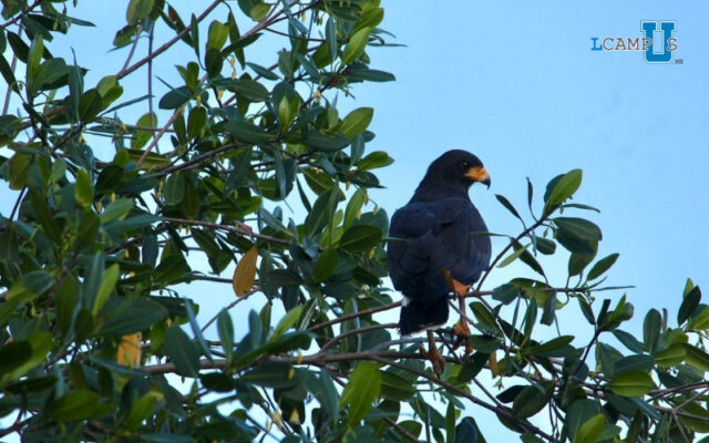 Contribuye CONAFOR a la restauración de manglares de Campeche