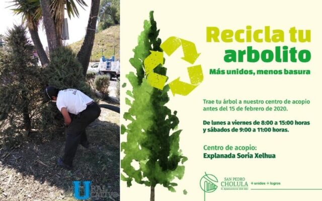 Gobierno de San Pedro Cholula abre centro de acopio de árboles de navidad