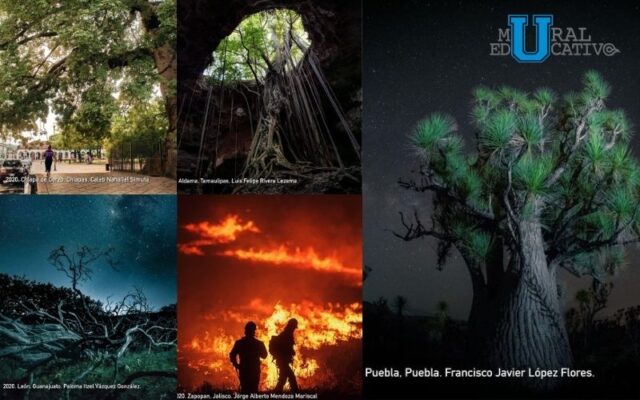 Conafor y reforestamos premian las mejores fotografías forestales de México