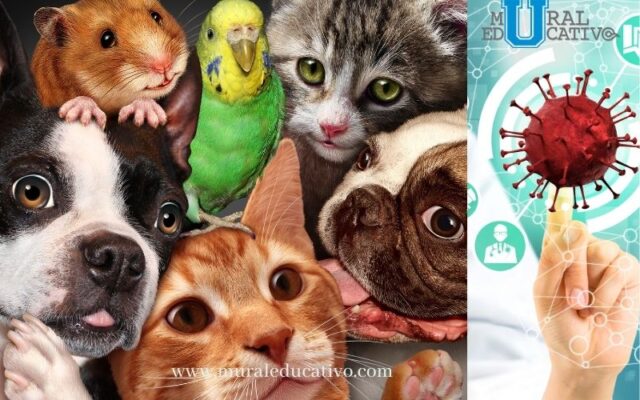 Perros, Gatos y Animales silvestres también son víctimas de COVID-19