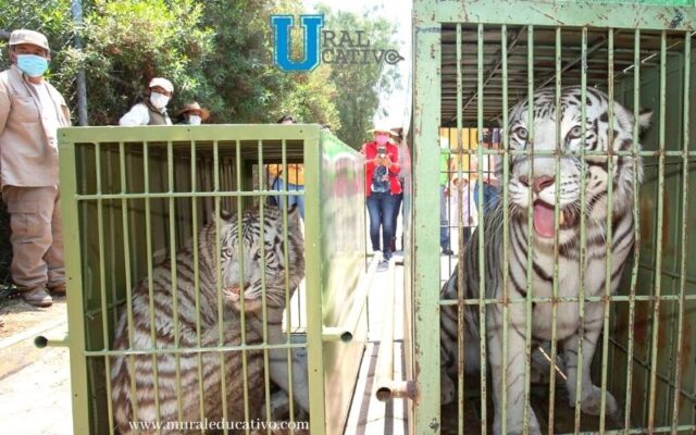 Llega Pareja De Tigres De Bengala Blancos Al Zoológico De Tlaxcala