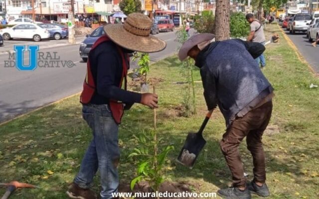 Ayuntamiento de Puebla arboriza con alrededor de 10 mil especies nativas camellones