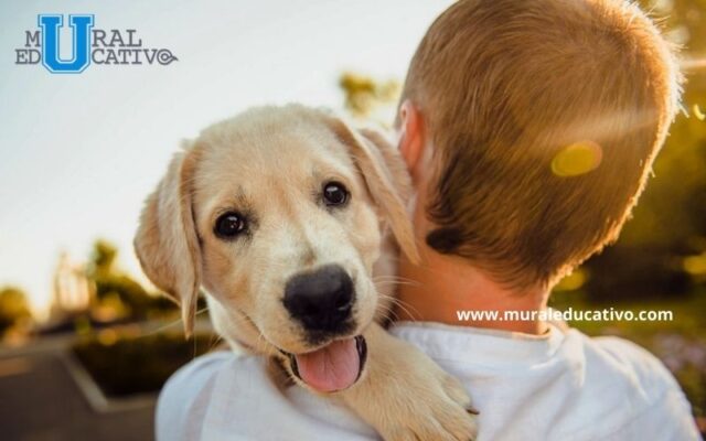 Arranca Ayuntamiento De Puebla Jornadas De Salud Y Bienestar Para Animales De Compañía