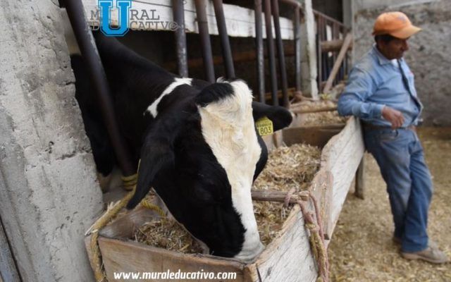 Granjas Carroll colabora en mitigar el impacto del Cambio Climático con la producción de forrajes