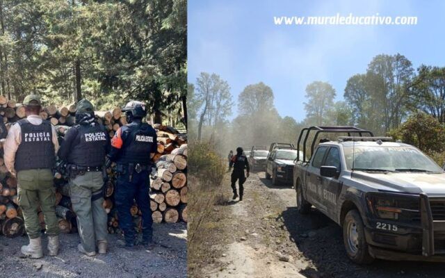 Puebla y Tlaxcala aseguran más de 200 troncos de madera ilegal en La Malinche