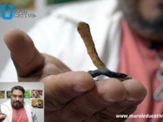 Investigador BUAP descubre una nueva especie de serpiente endémica de Puebla