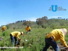 Puebla licita proyecto para reforestar zonas prioritarias con 53 especies en 2026
