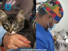 Gobierno de Pepe Chedraui continúa impulsando jornadas de bienestar animal en colonias de la capital