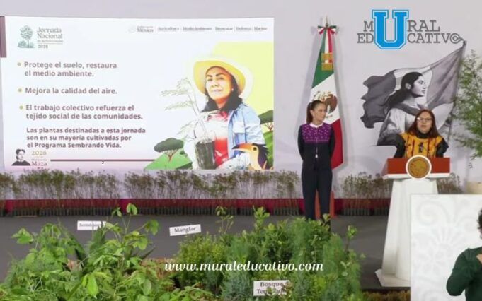 reforestación