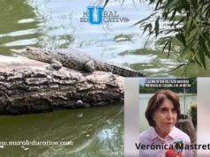 ¡Crece el cocodrilo de San Baltazar! Tras meses en la laguna, ya alcanza un metro de largo